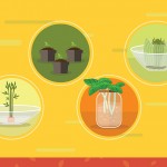 你可以用残羹剩饭重新种植19种食物